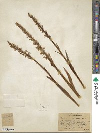 Platanthera dilatata image