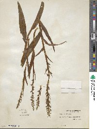 Platanthera dilatata image