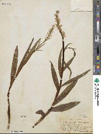 Platanthera dilatata image