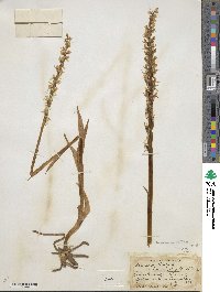 Platanthera dilatata image