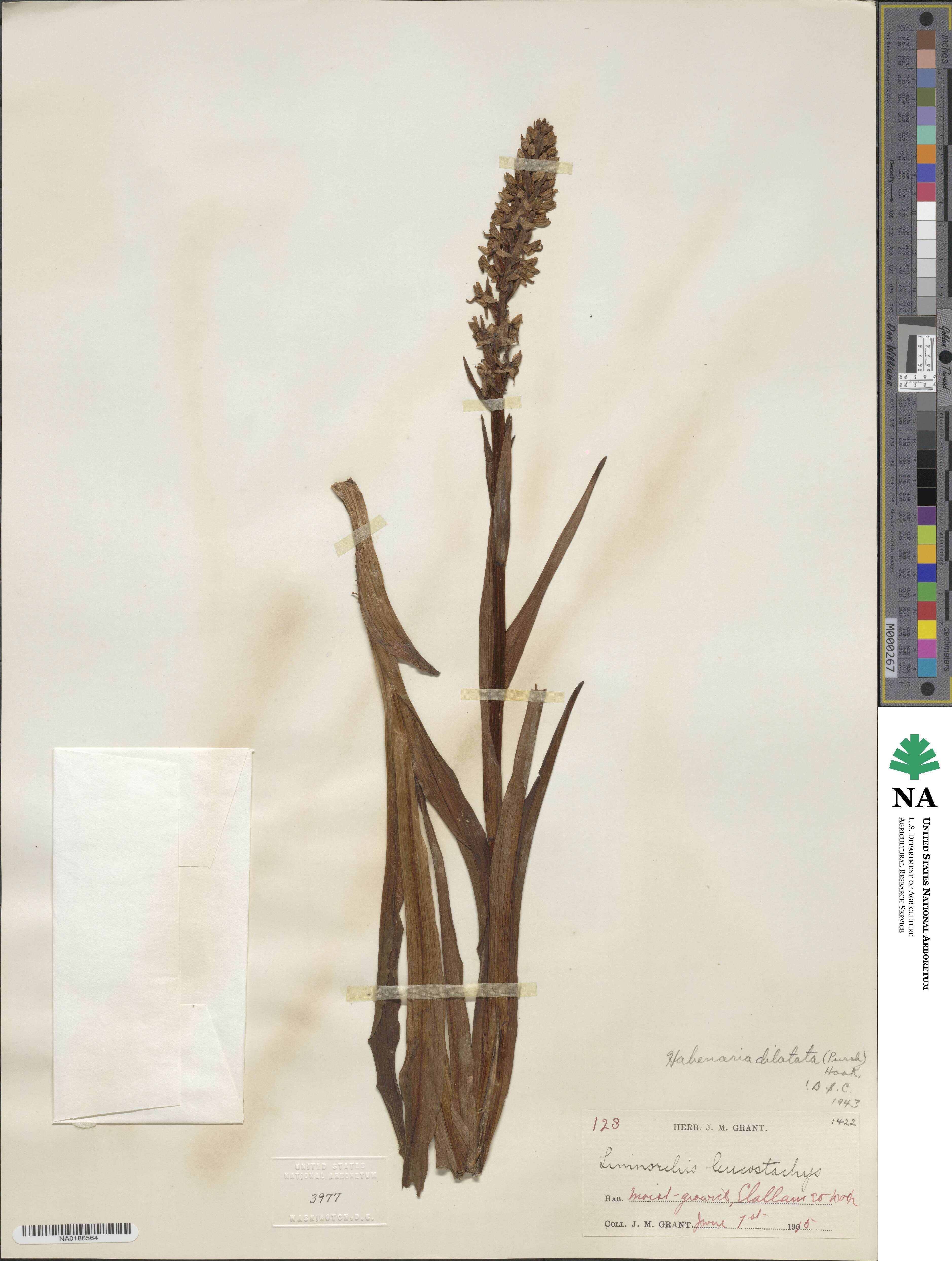 Platanthera image