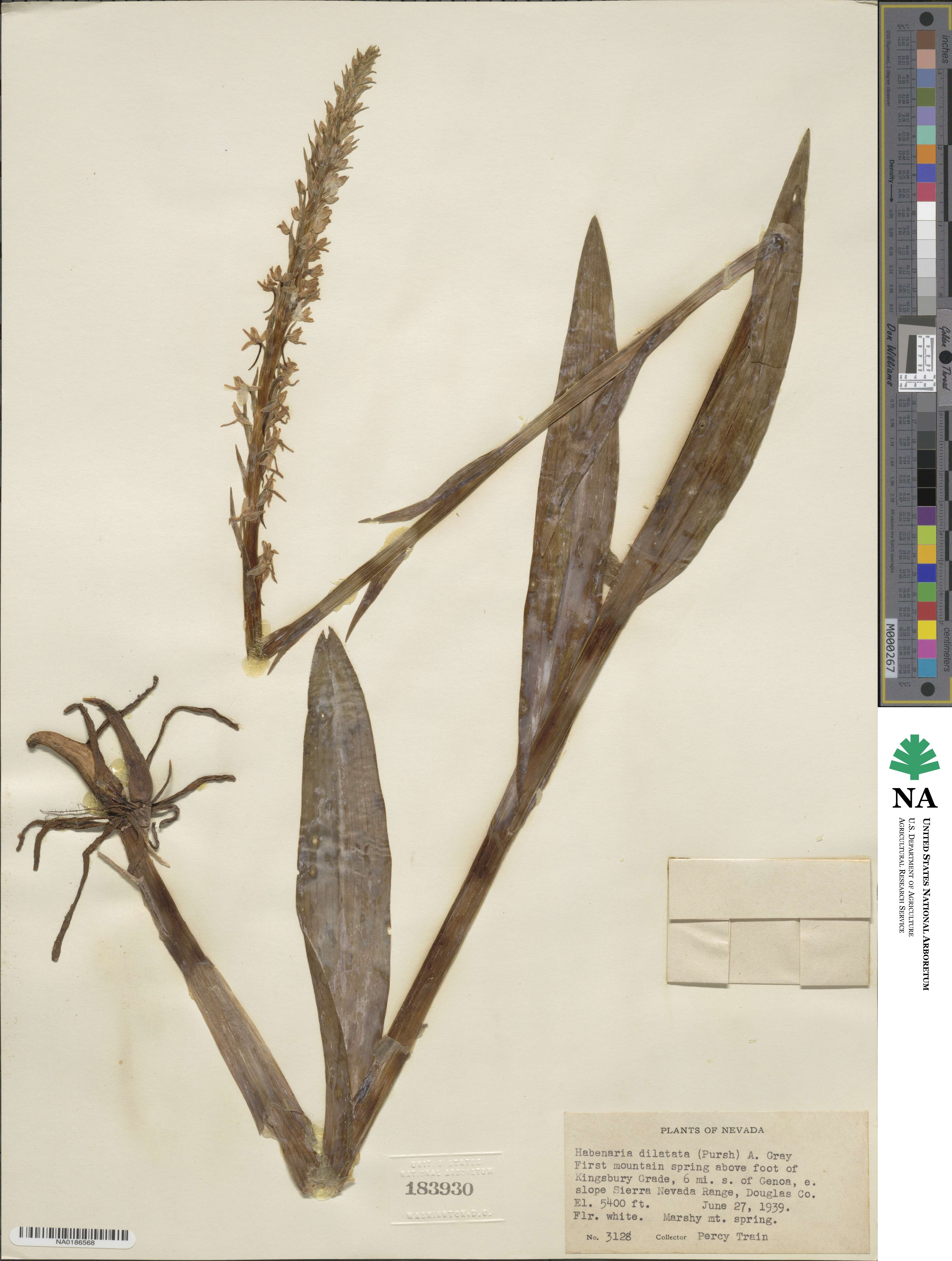 Platanthera dilatata image