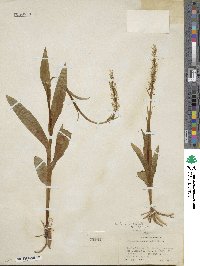 Platanthera dilatata image