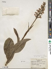 Image of Platanthera grandiflora