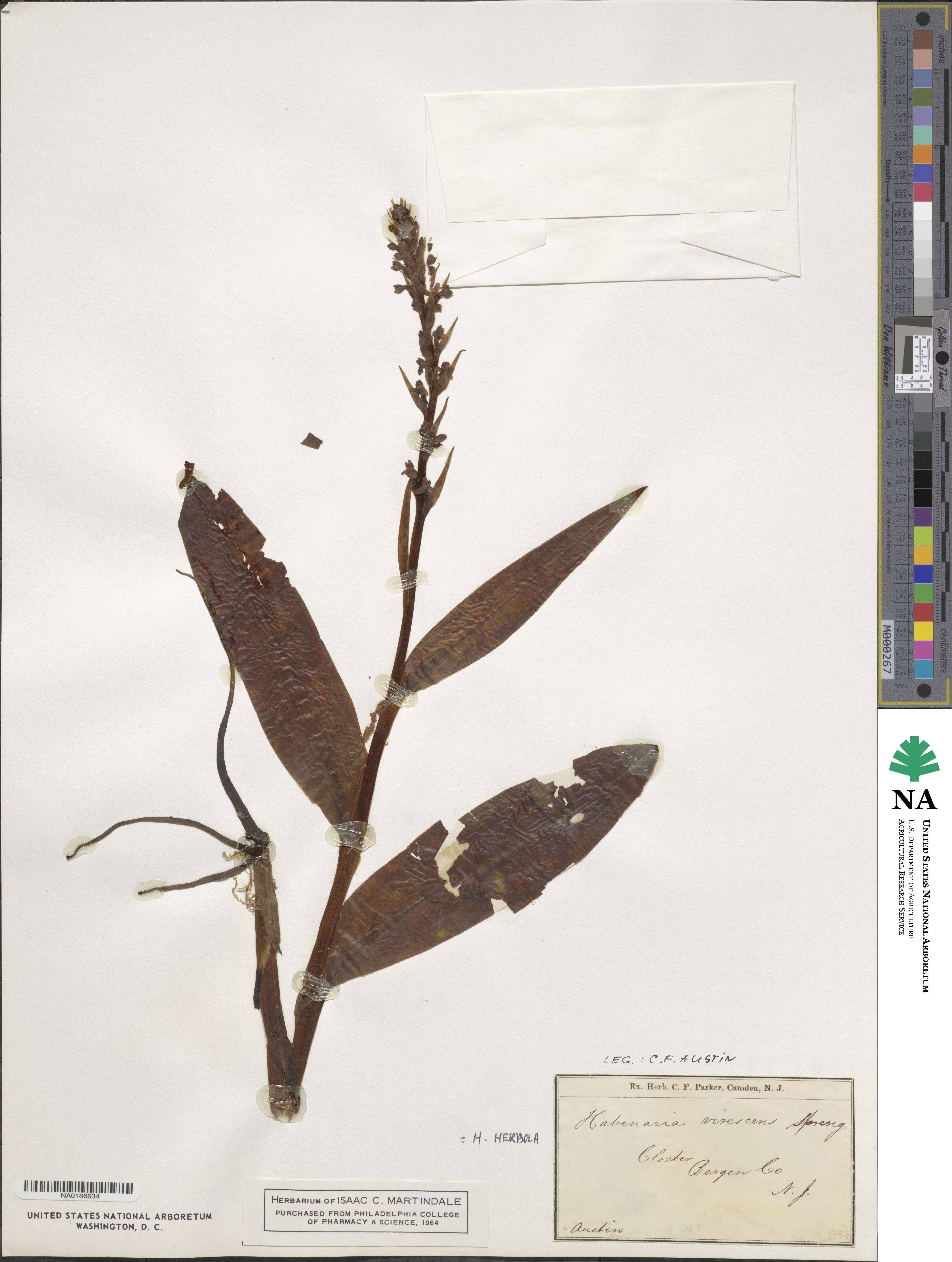 Platanthera flava var. herbiola image