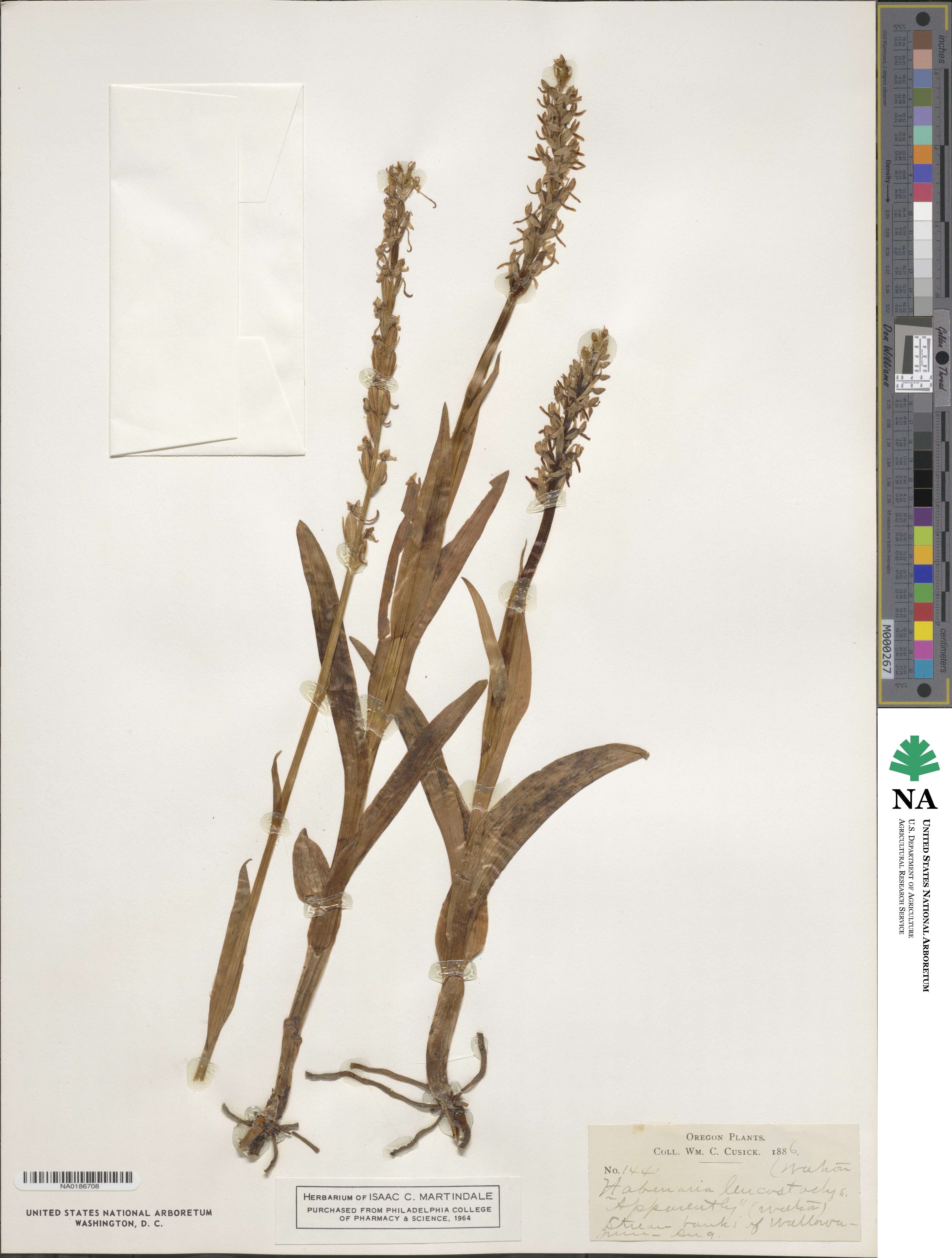 Platanthera dilatata image