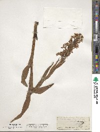 Platanthera dilatata image