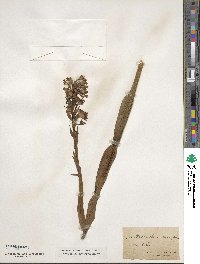 Platanthera dilatata image