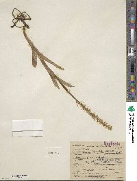 Platanthera dilatata image