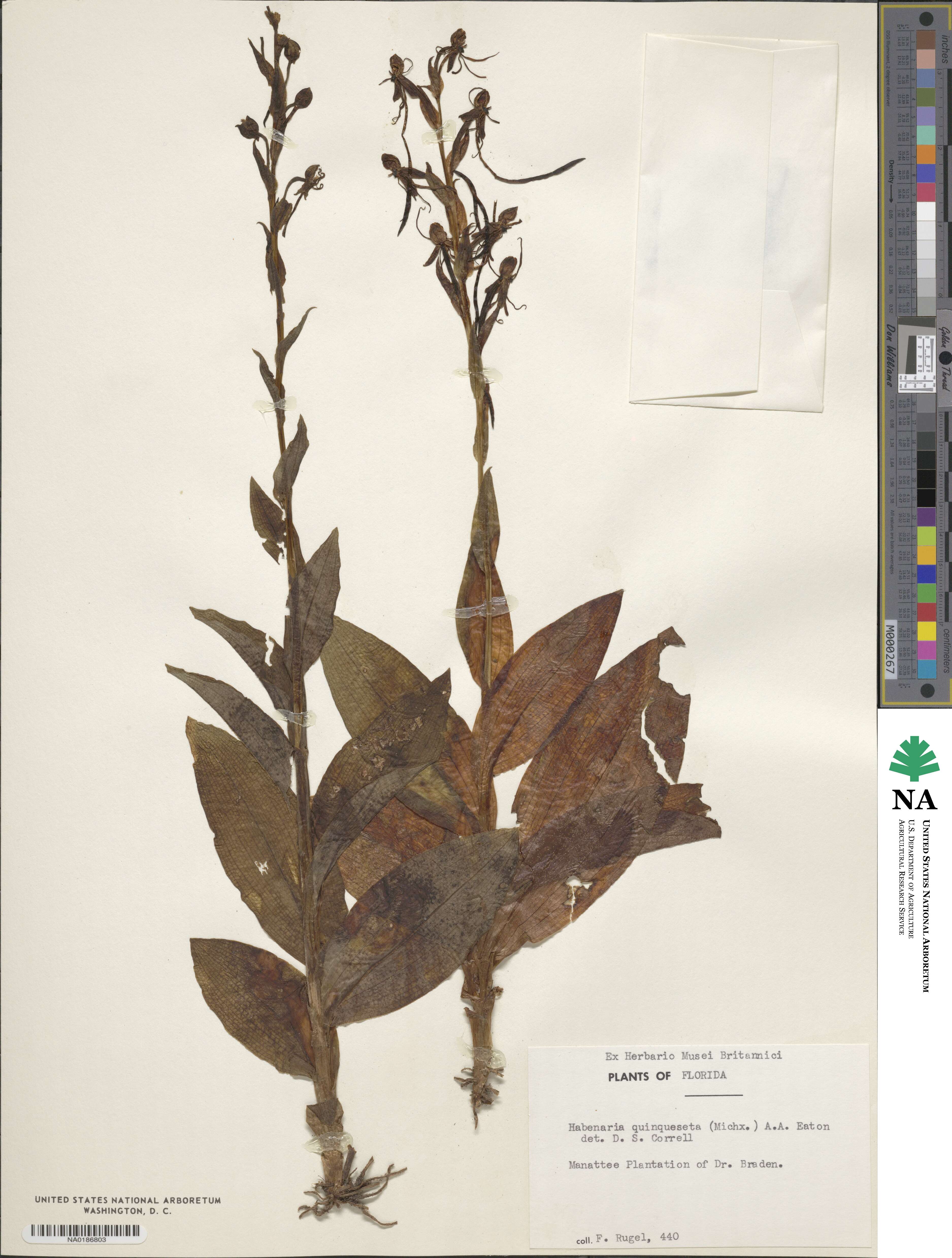 Habenaria quinqueseta image