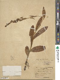 Habenaria quinqueseta image