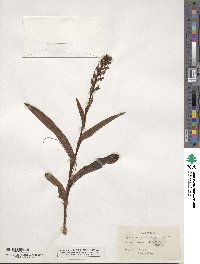 Habenaria repens image