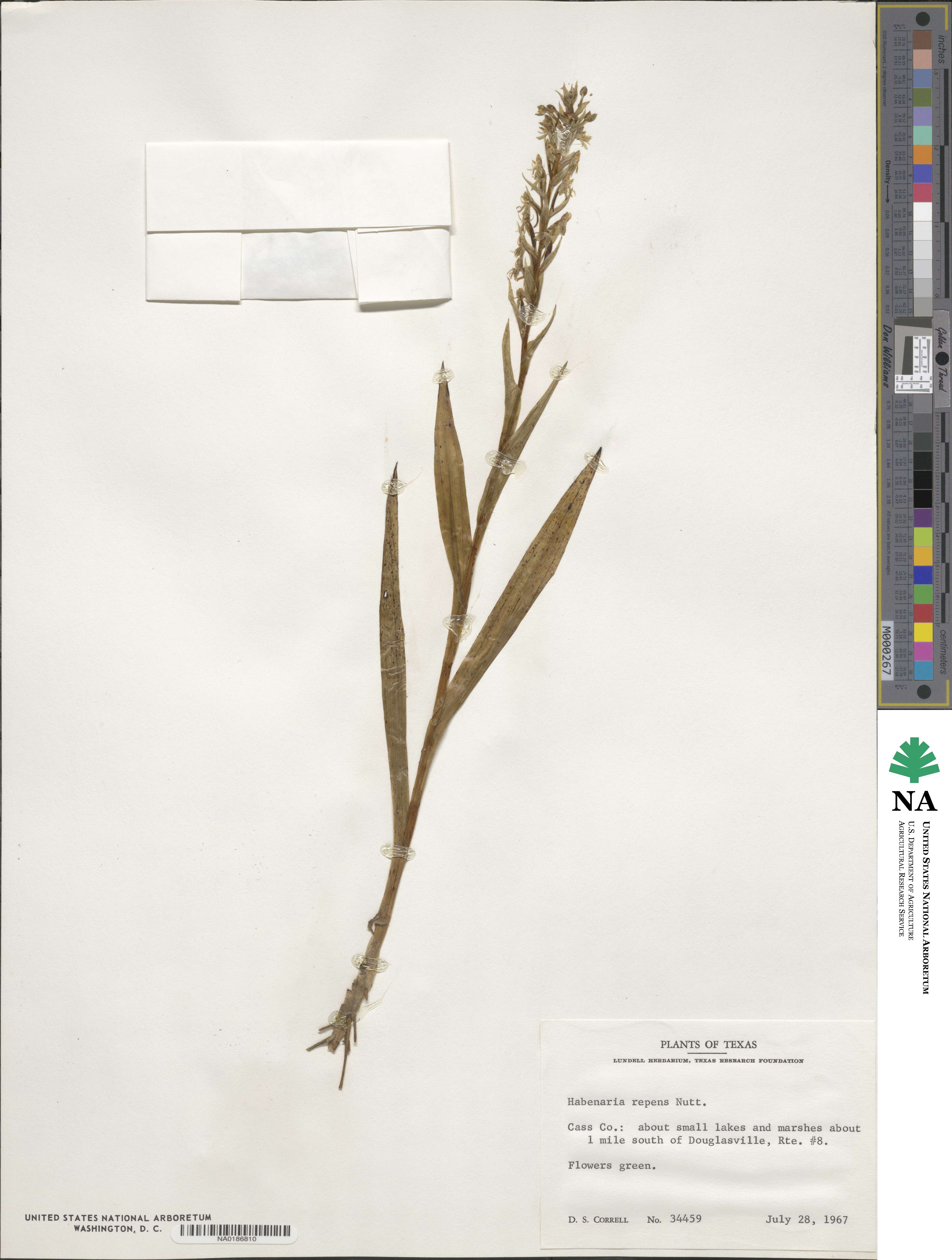 Habenaria repens image