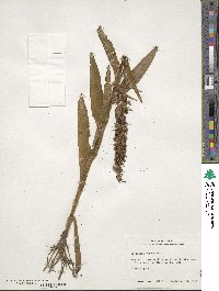 Habenaria repens image