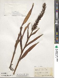 Habenaria repens image