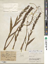 Habenaria repens image