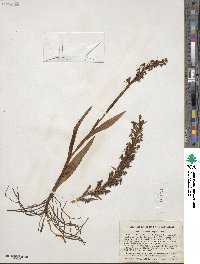 Habenaria repens image