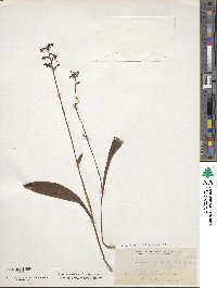 Platanthera clavellata image