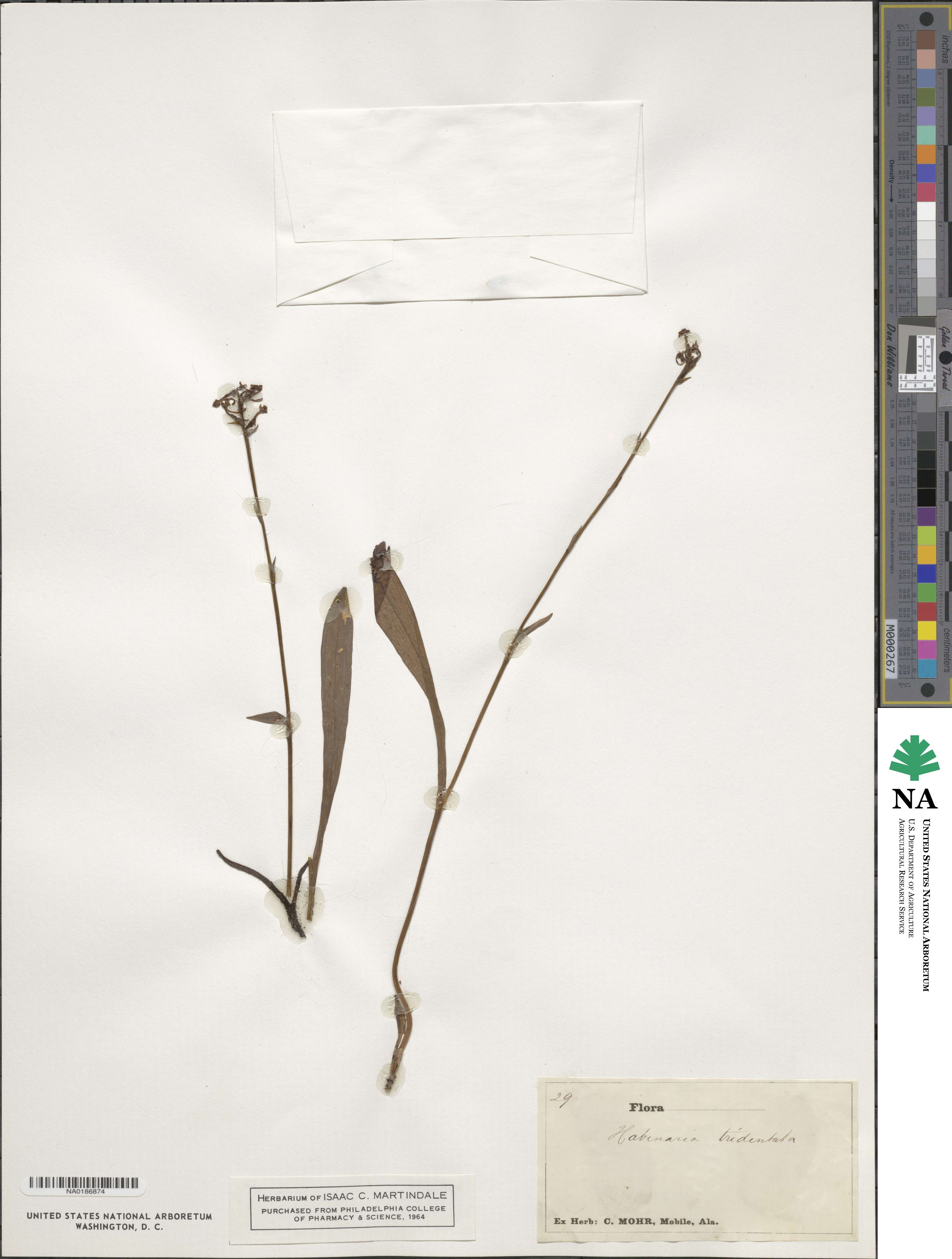 Platanthera clavellata image
