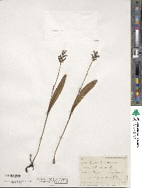 Platanthera clavellata image