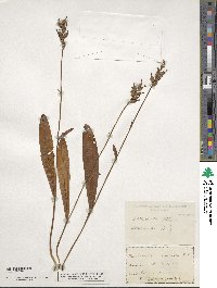 Platanthera clavellata image