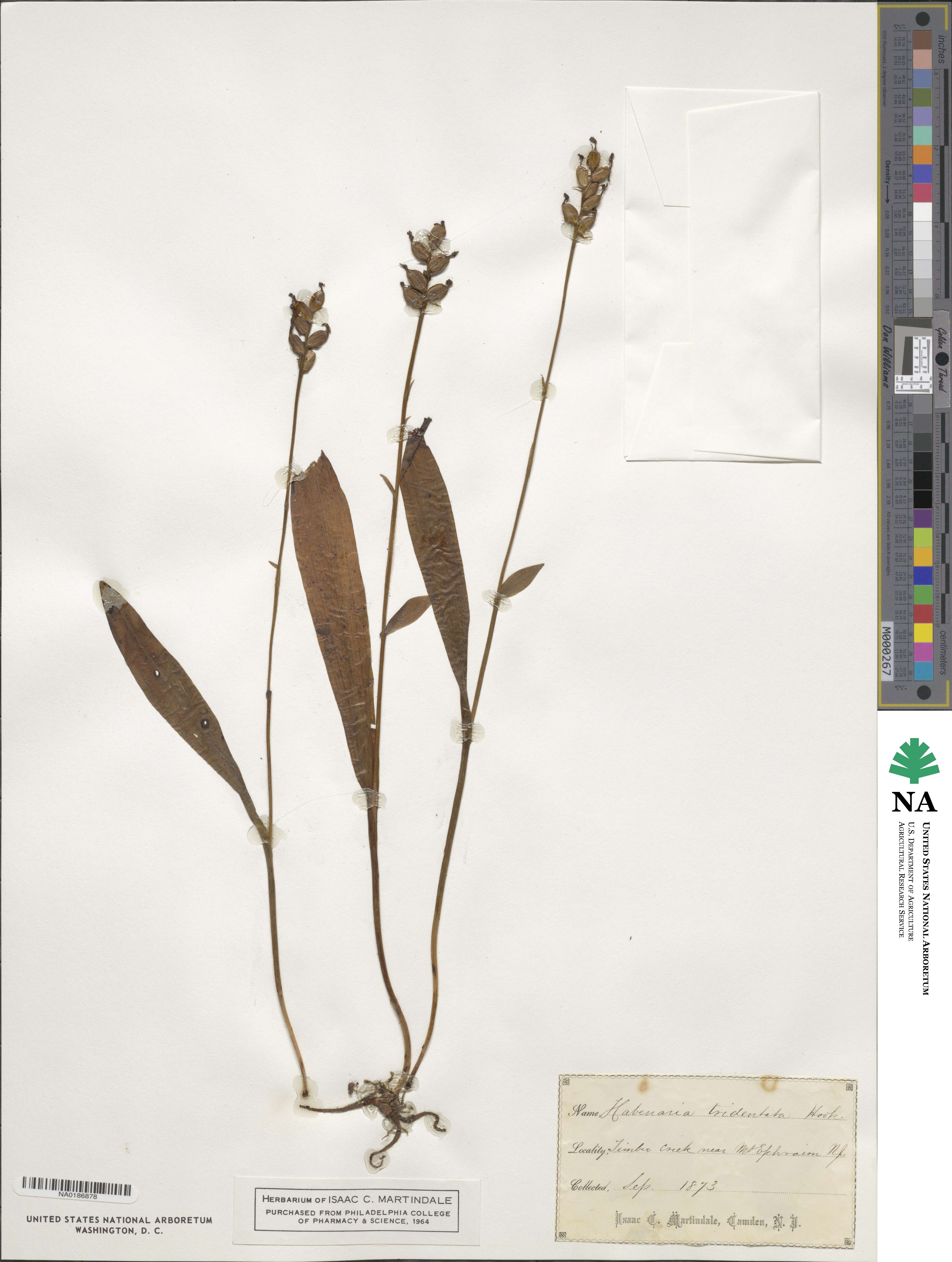 Platanthera clavellata image
