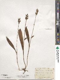 Platanthera clavellata image