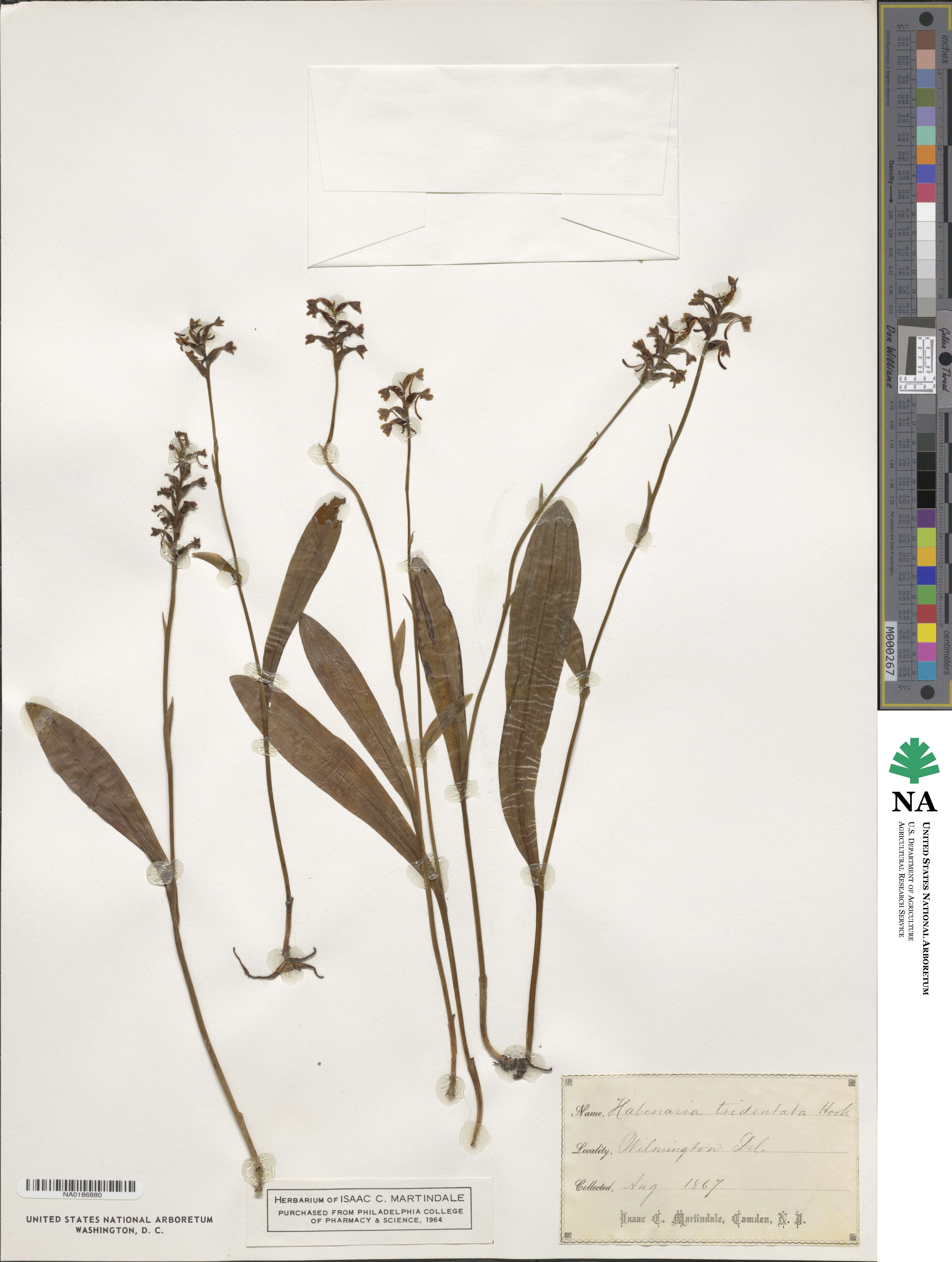 Platanthera clavellata image