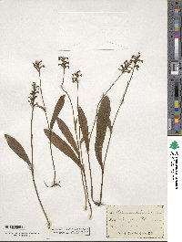 Platanthera clavellata image