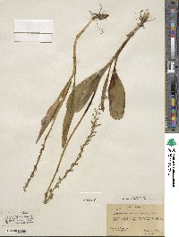 Habenaria unalascensis image