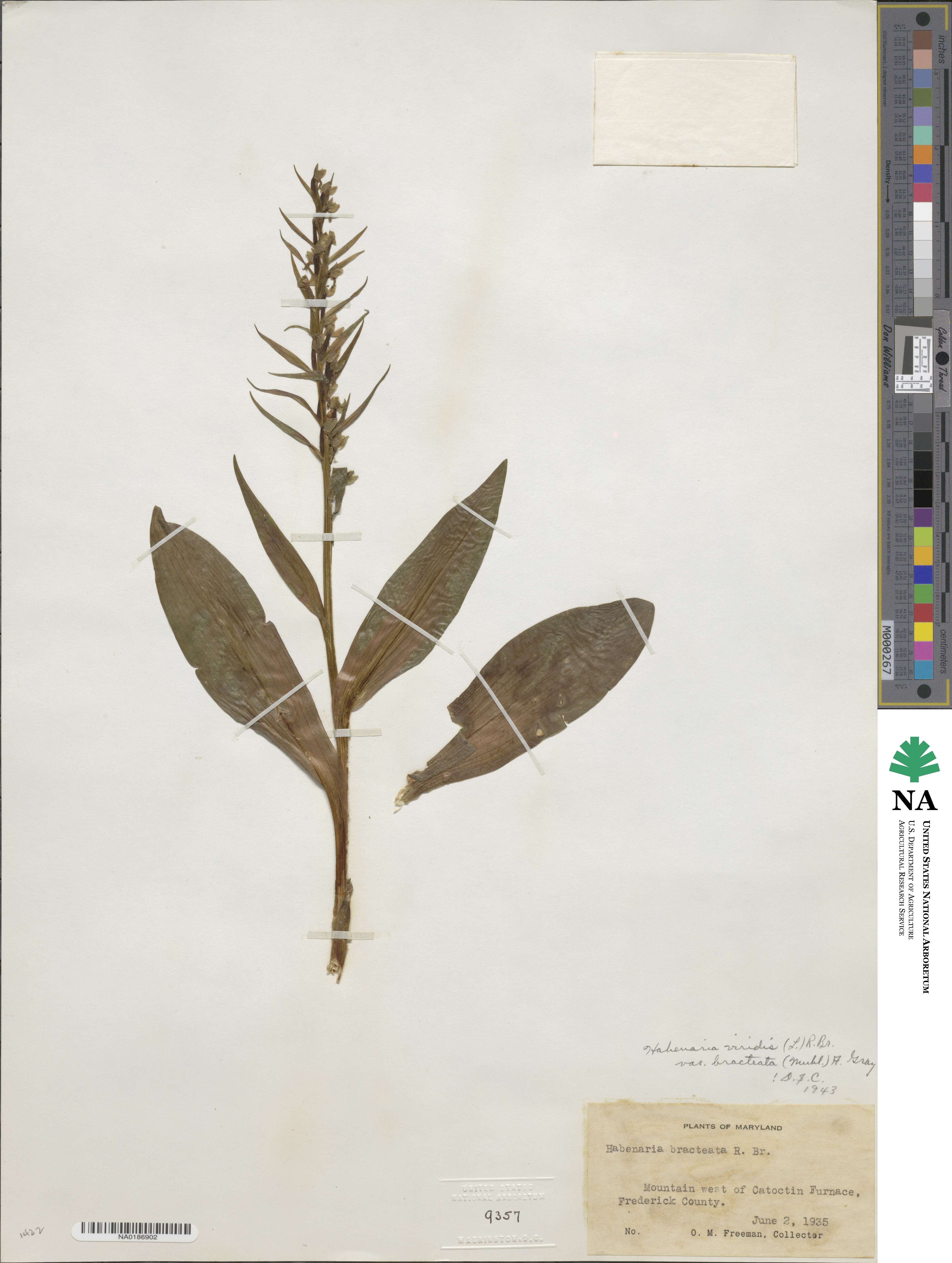 Dactylorhiza viridis var. virescens image