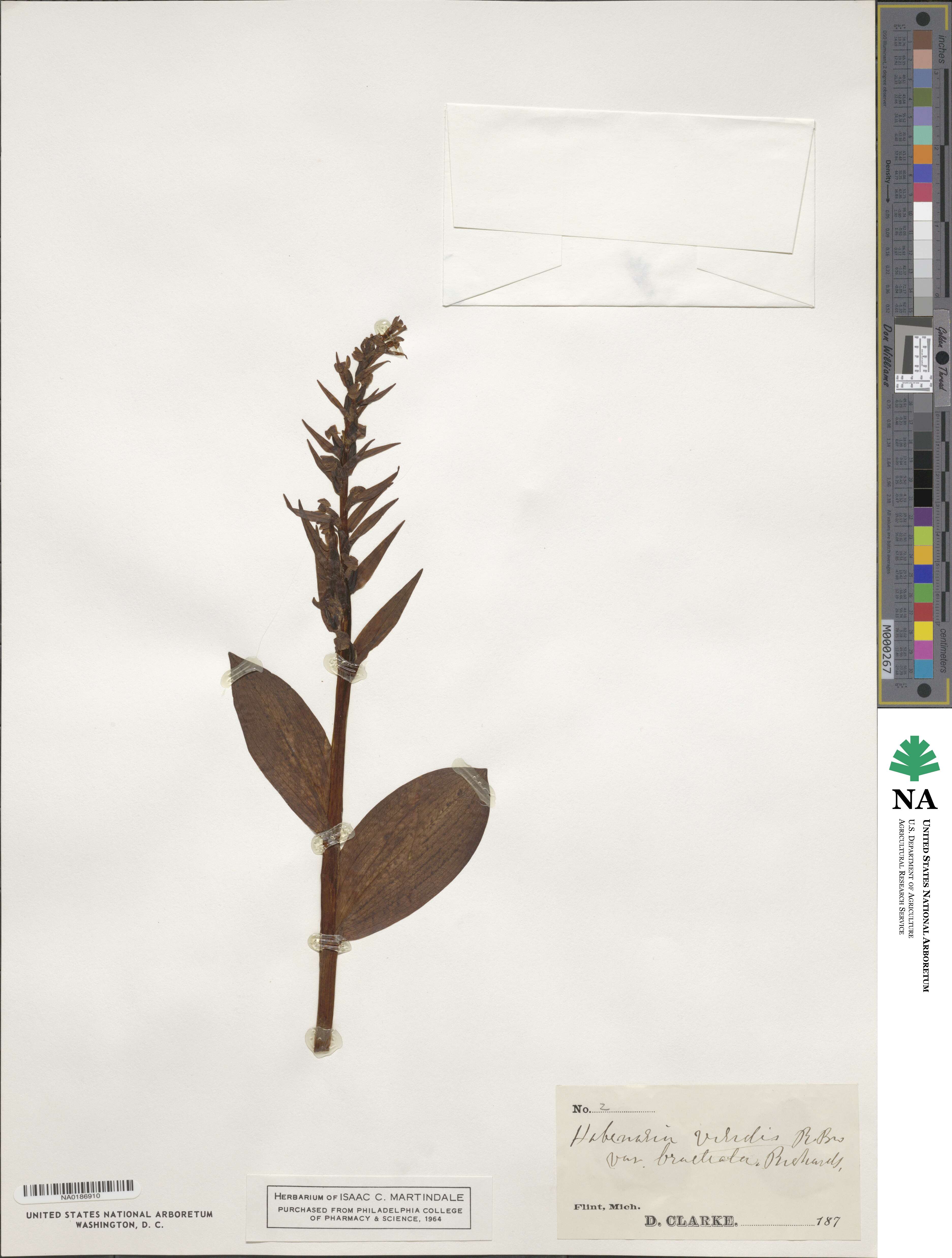 Dactylorhiza viridis var. virescens image
