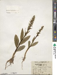 Dactylorhiza viridis var. virescens image