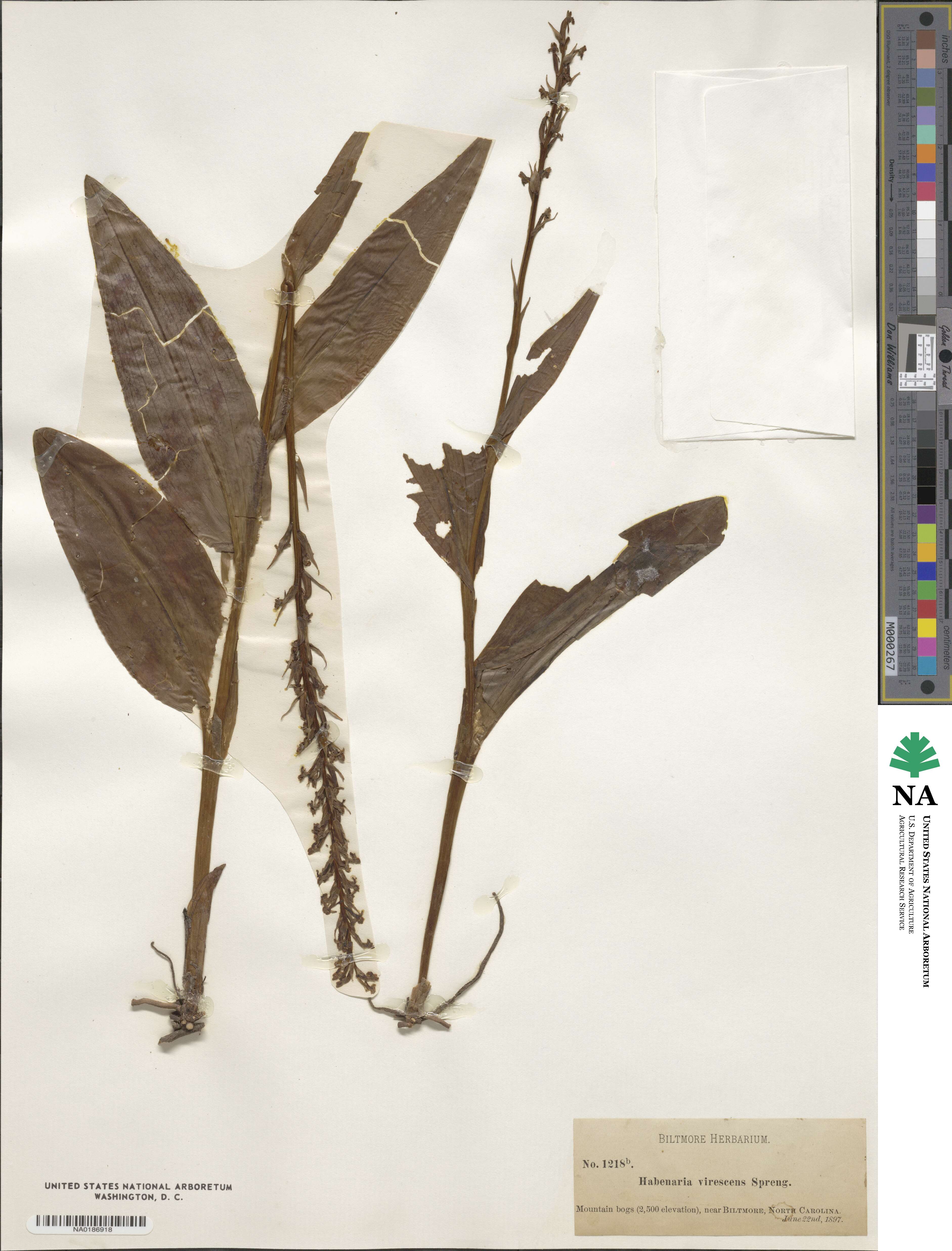 Habenaria virescens image