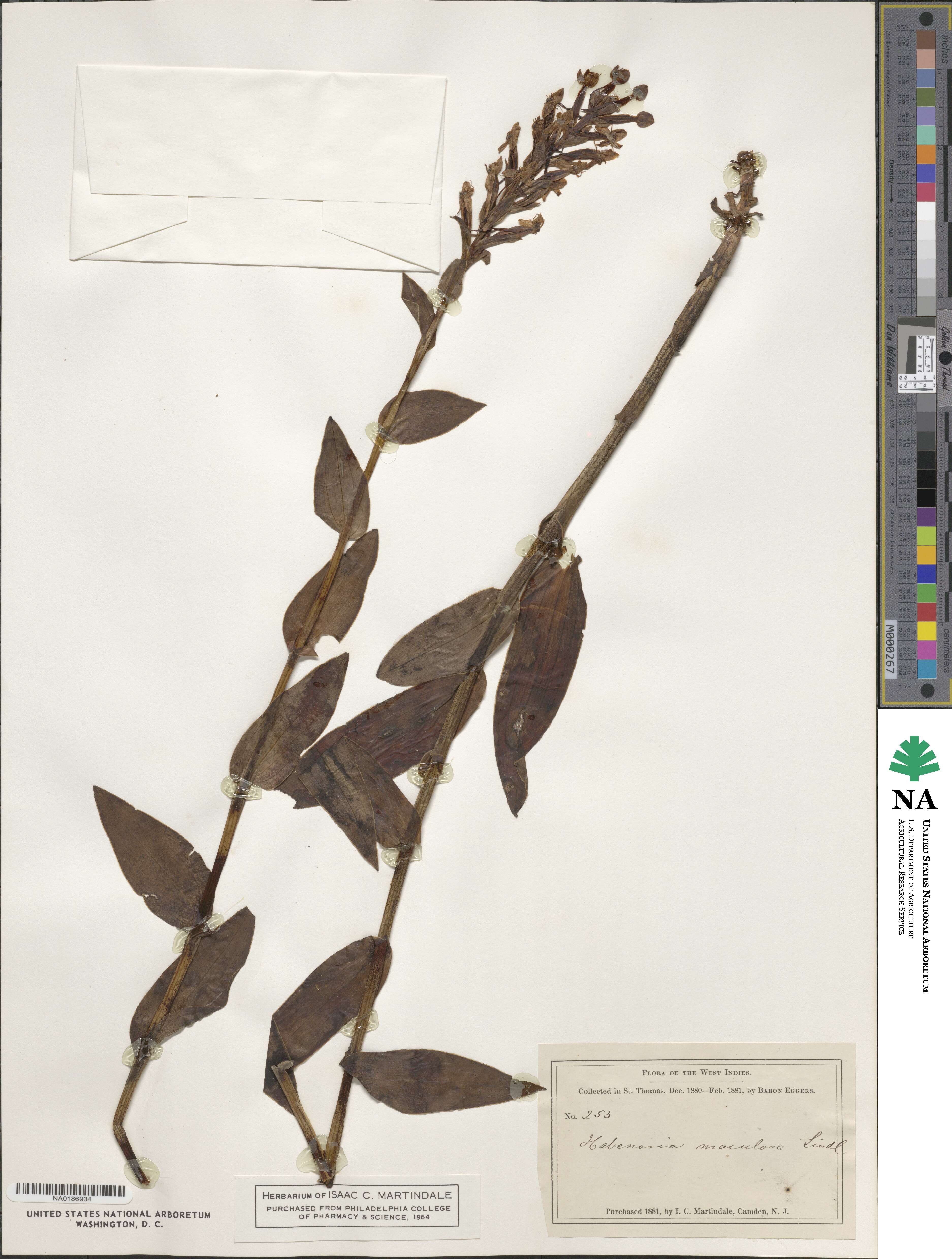 Habenaria maculosa image