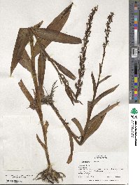 Habenaria repens image