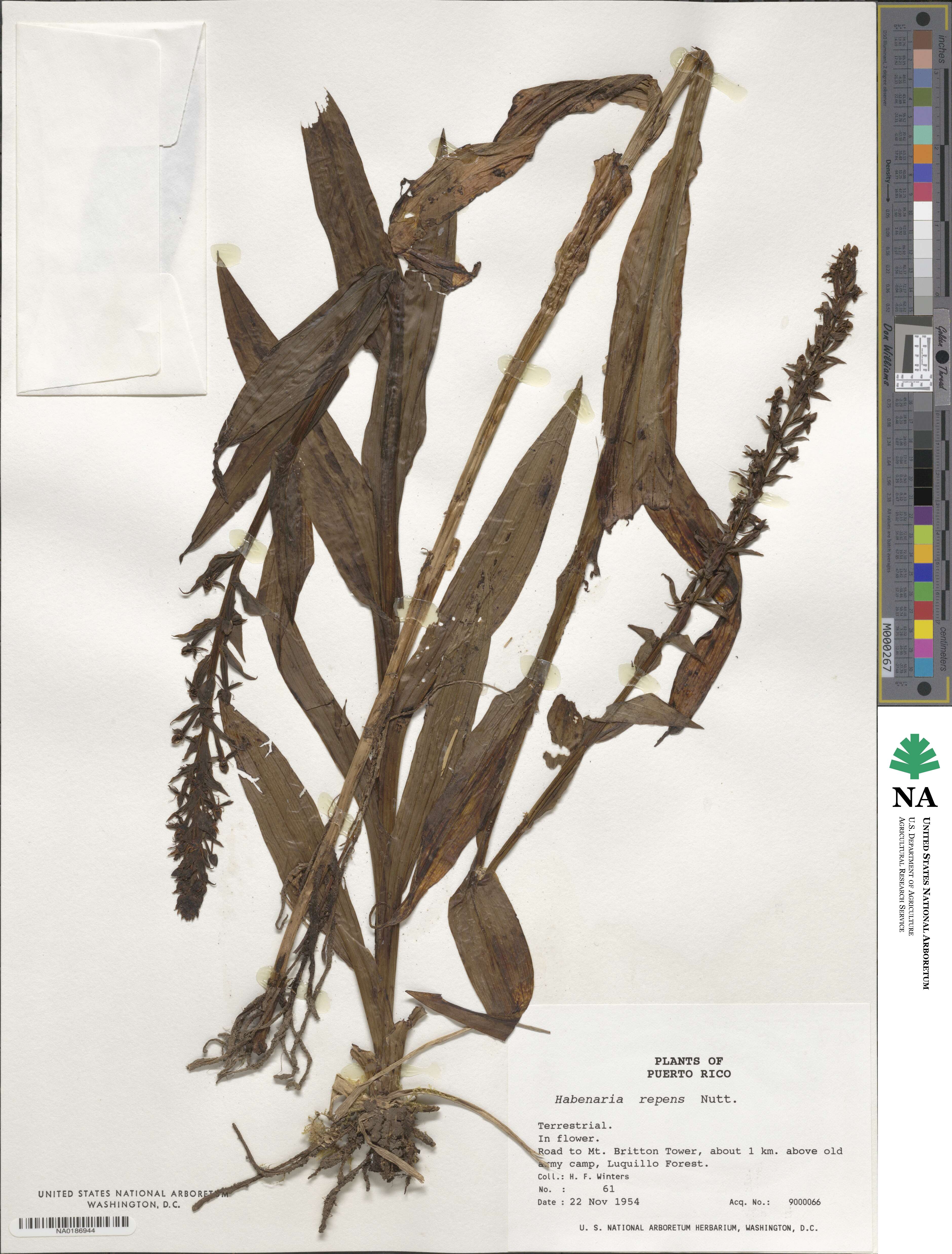 Habenaria repens image