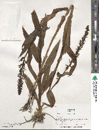 Habenaria repens image