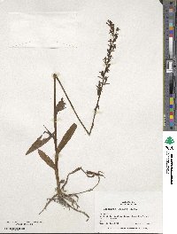 Habenaria repens image