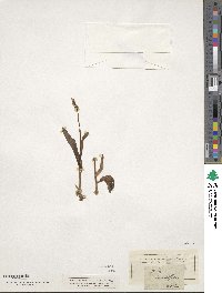 Media resource of Neotinea maculata