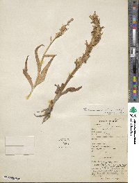 Image of Gymnadenia orchidis