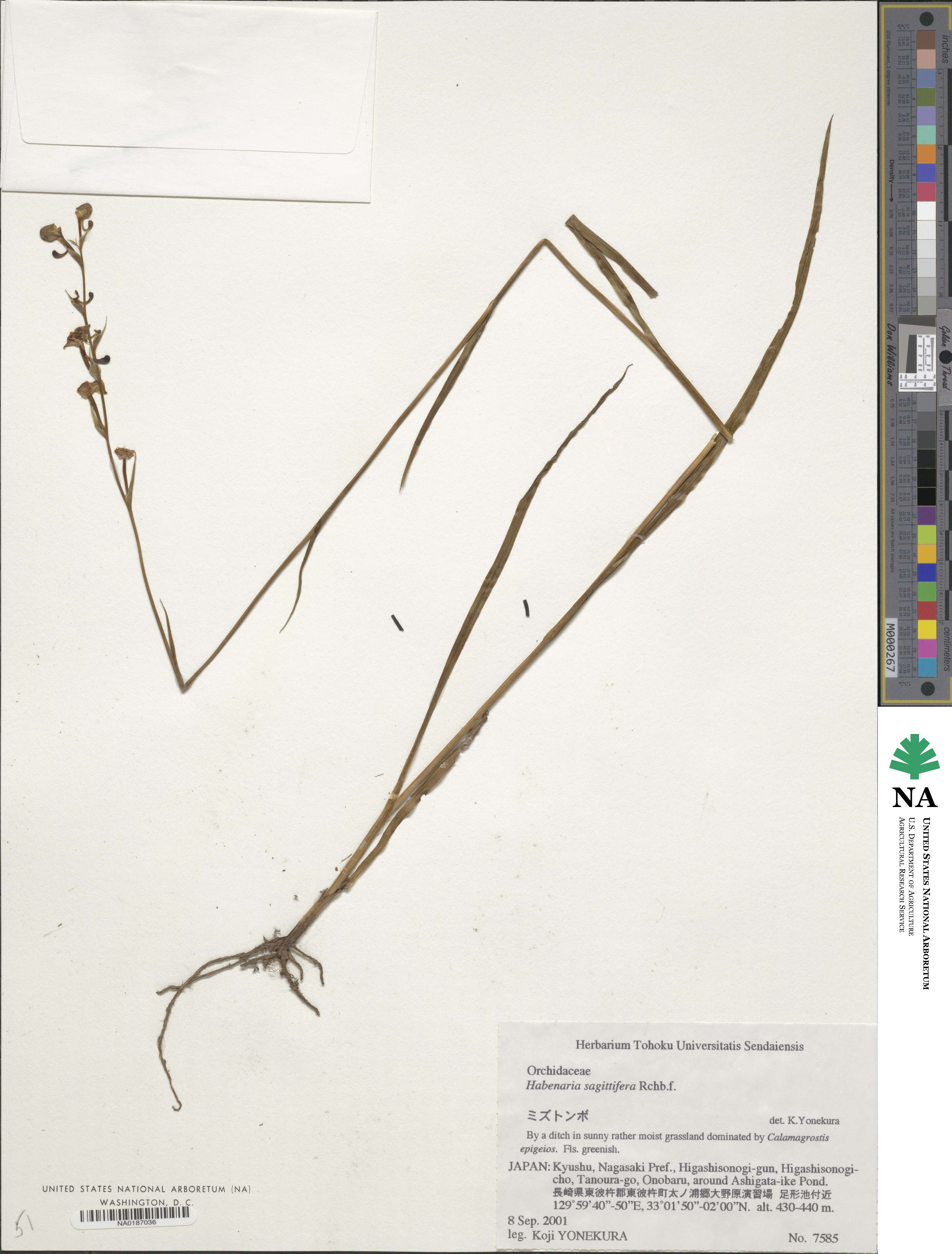 Habenaria sagittifera image