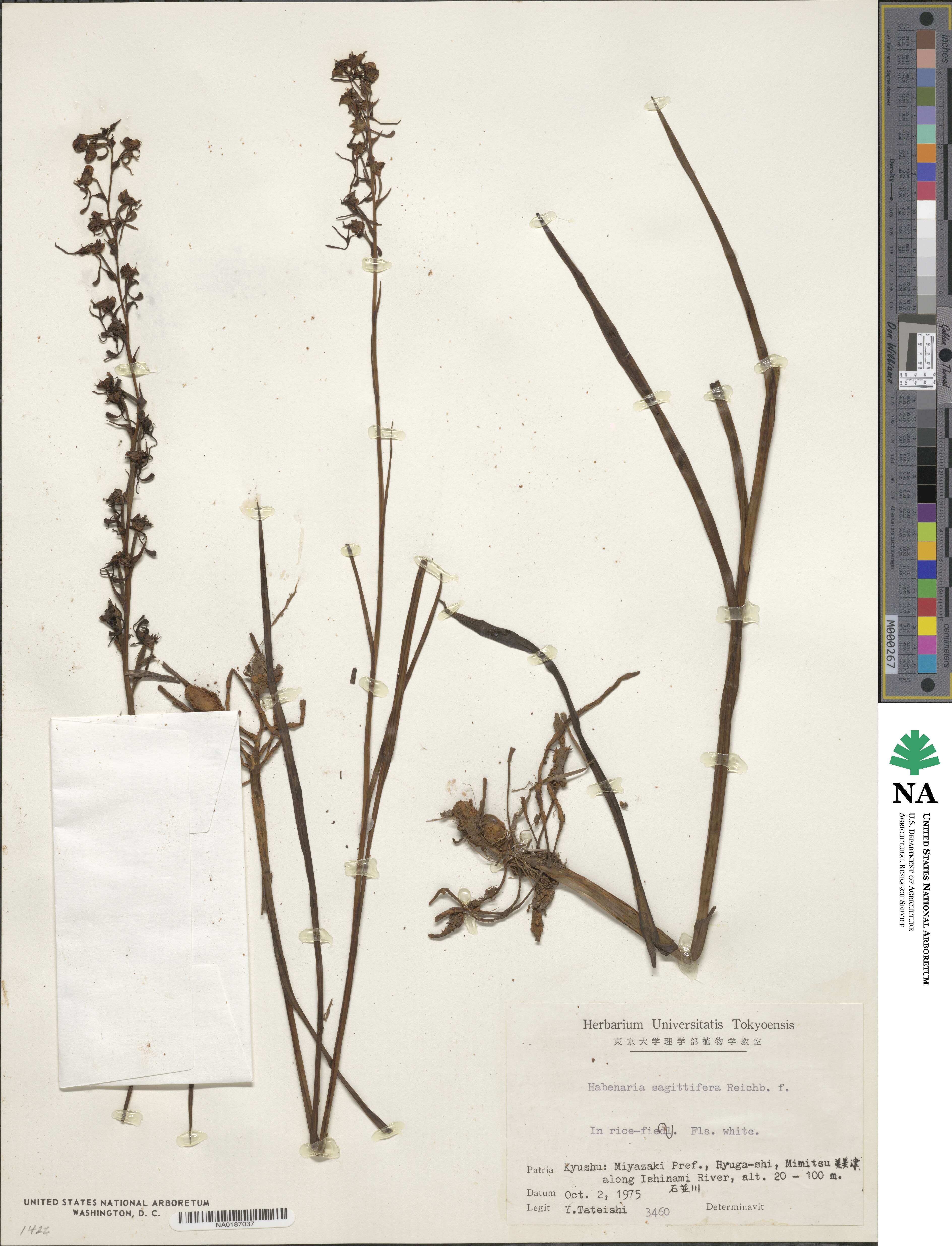 Habenaria sagittifera image