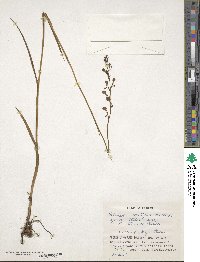 Habenaria sagittifera image