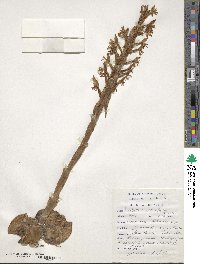 Satyrium maculatum image