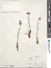 Thelymitra antennifera image