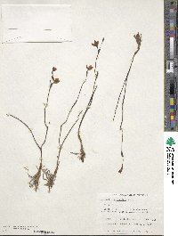 Thelymitra antennifera image