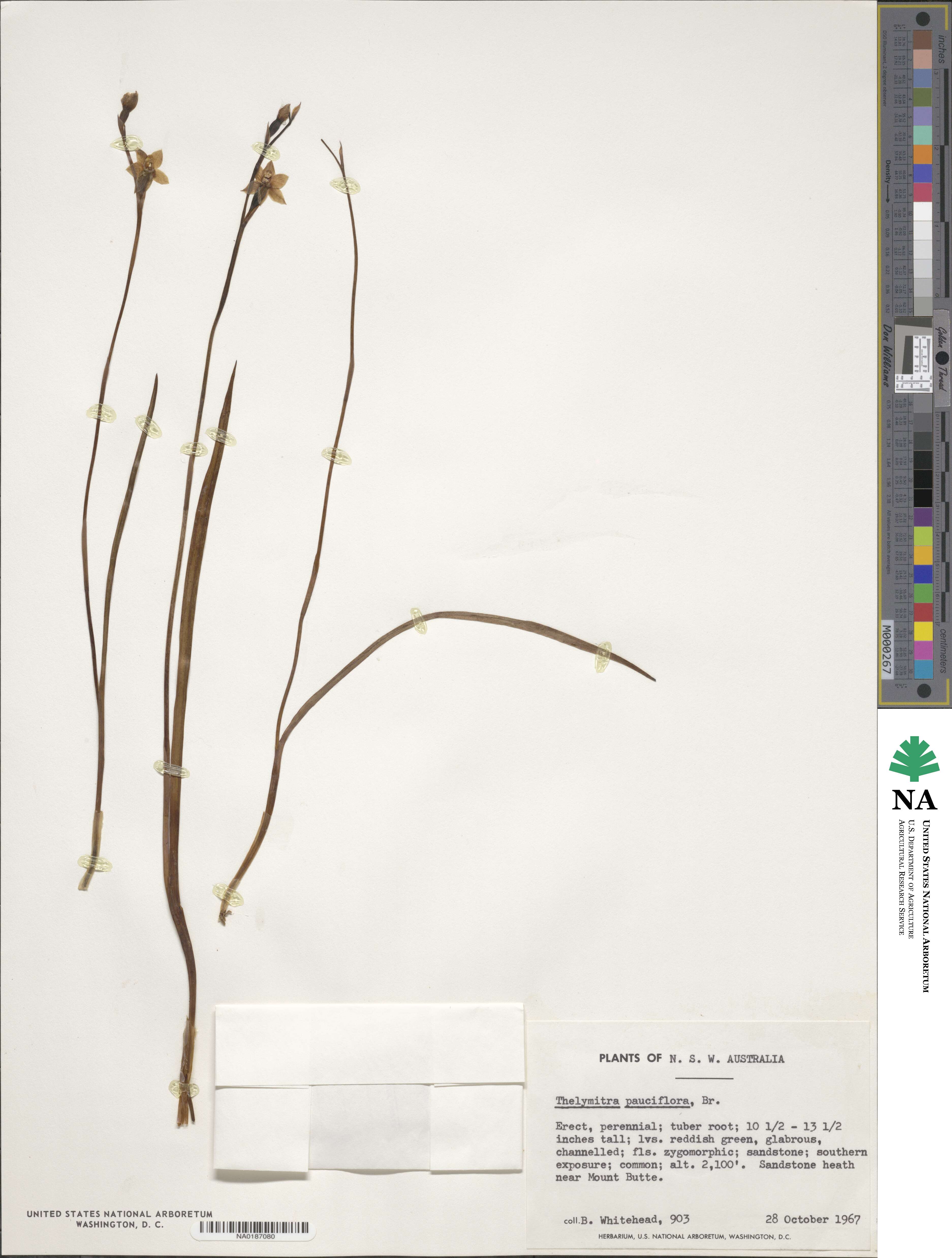 Thelymitra pauciflora image