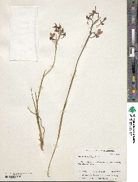 Image of Diuris longifolia