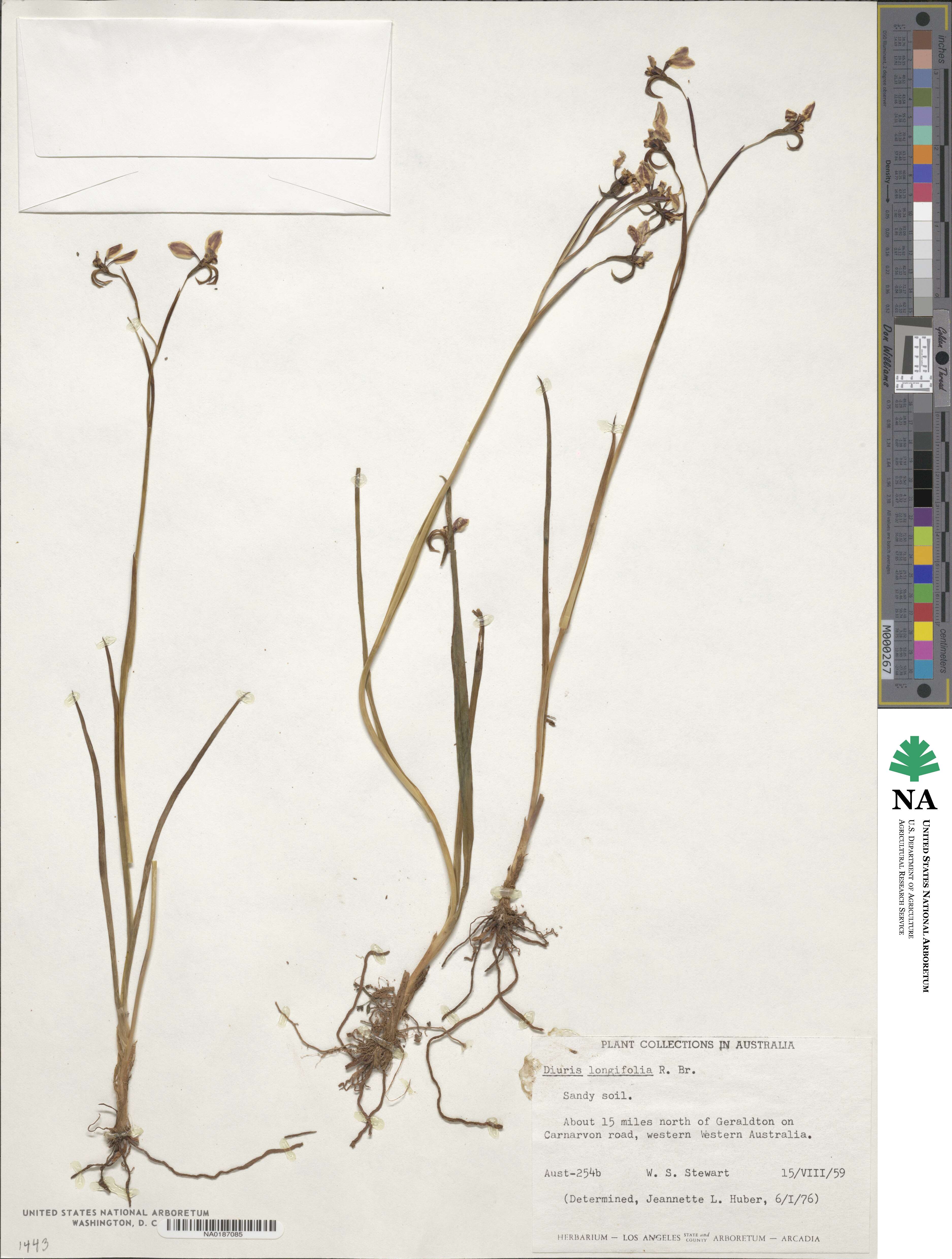 Diuris longifolia image